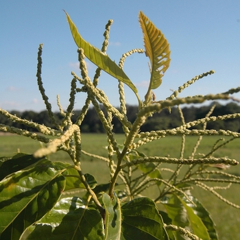 Castanea dentata '' (030089)