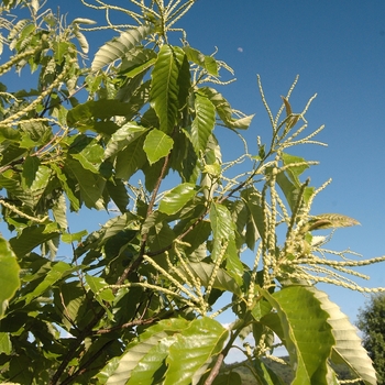 Castanea dentata '' (030090)