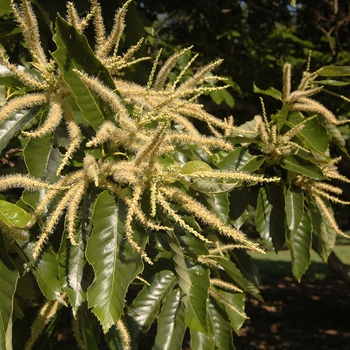 Castanea mollissima '' (030094)