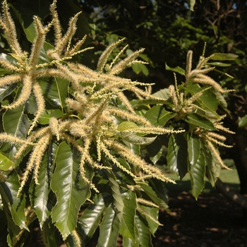 Castanea mollissima '' (030095)