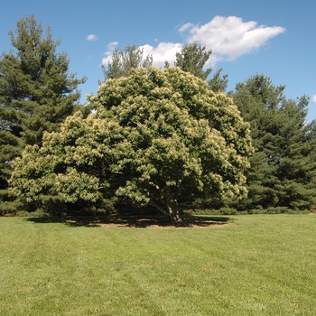 Castanea mollissima '' (030098)