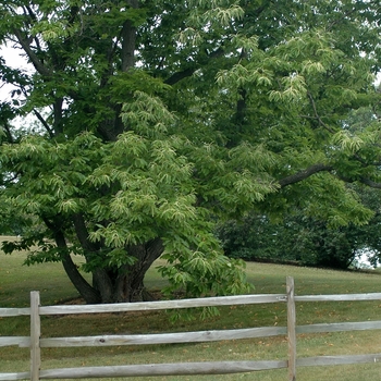 Castanea mollissima '' (030099)