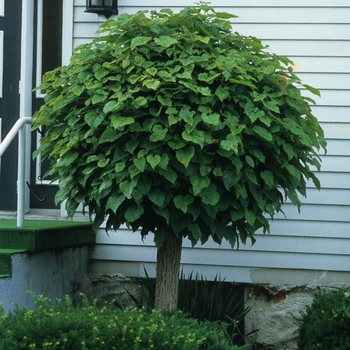 Catalpa bungei '' (030105)