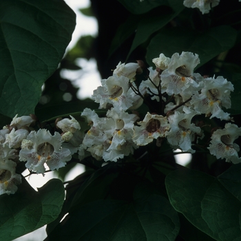 Catalpa speciosa '' (030106)