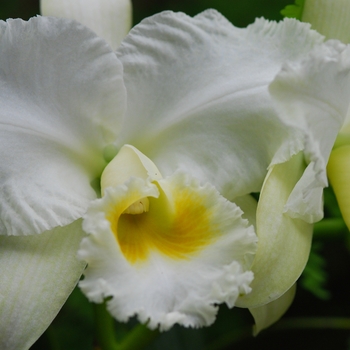 Cattleya bowbells 'July' (030108)