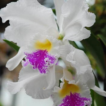 Cattleya Pearl Harbor 'Josephine' (030110)