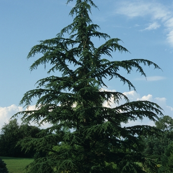 Cedrus libani var. stenocoma '' (030121)