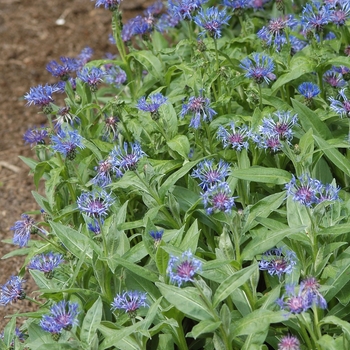 Centaurea montana '' (030138)