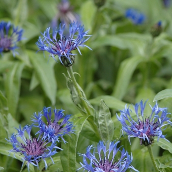 Centaurea montana '' (030139)