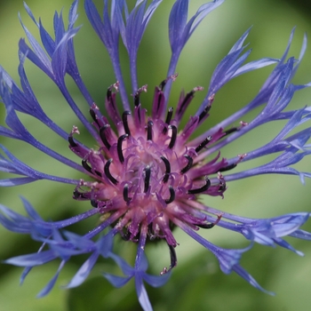 Centaurea montana '' (030141)