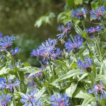 Centaurea montana '' (030142)