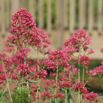 Centranthus ruber 'Coccineus' (030149)