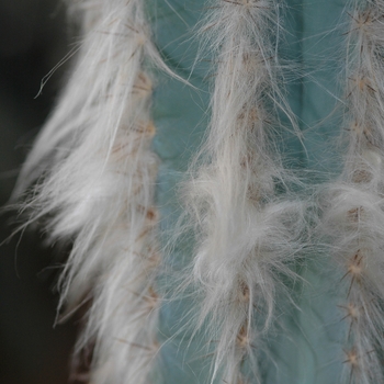 Cephalocereus maxonii '' (030157)