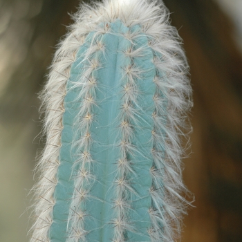 Cephalocereus maxonii '' (030158)