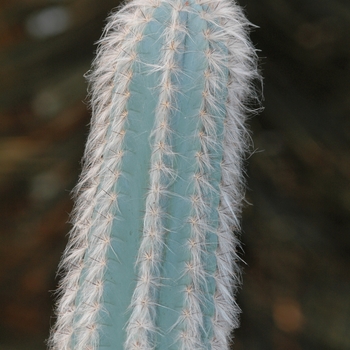 Cephalocereus maxonii '' (030159)