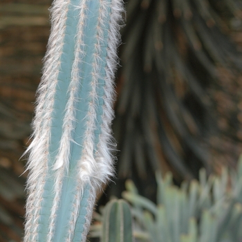 Cephalocereus maxonii '' (030160)