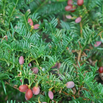 Cephalotaxus harringtonia 'Prostrata' (030164)