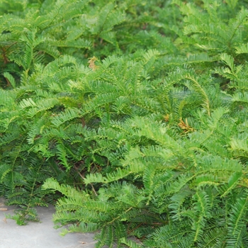 Cephalotaxus harringtonia 'Prostrata' (030165)