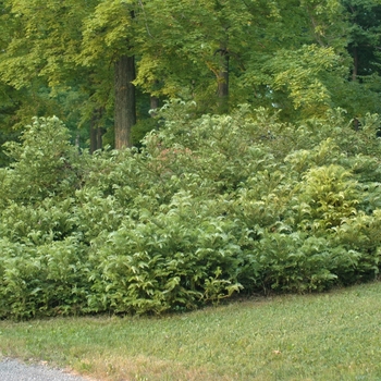 Cephalotaxus harringtonia var. drupacea '' (030166)