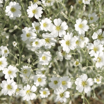 Cerastium tomentosum '' (030167)