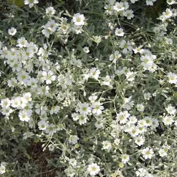 Cerastium tomentosum '' (030168)