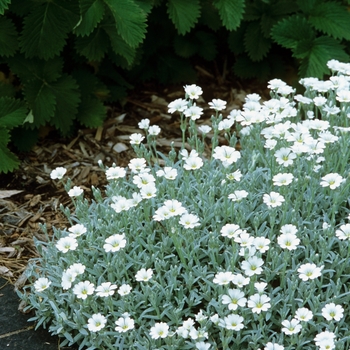 Cerastium tomentosum '' (030169)