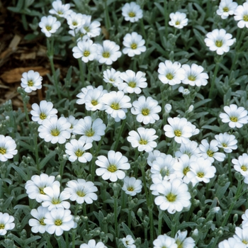 Cerastium tomentosum '' (030170)