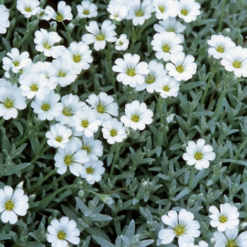 Cerastium tomentosum