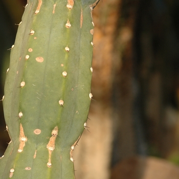 Cereus huntigtonianus '' (030214)