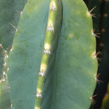 Cereus tetragonus 'Fairy Castle' (030217)