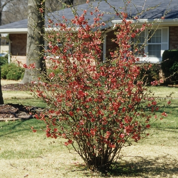 Chaenomeles speciosa 'Rubra' (030225)