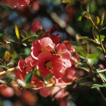 Chaenomeles speciosa 'Rubra' (030226)