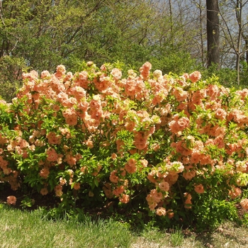 Chaenomeles japonica (speciosa) 'Cameo' (030228)