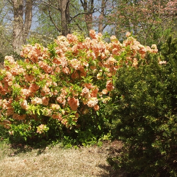 Chaenomeles japonica (speciosa) 'Cameo' (030229)