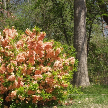 Chaenomeles japonica (speciosa) 'Cameo' (030230)