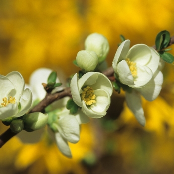 Chaenomeles speciosa 'Jet Trail' (030233)