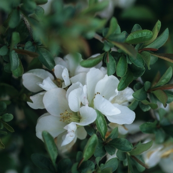 Chaenomeles speciosa 'Jet Trail' (030235)