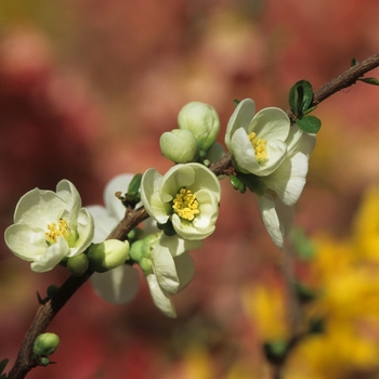 Chaenomeles speciosa 'Jet Trail' (030236)