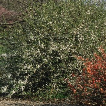 Chaenomeles speciosa 'Nivalis' (030239)