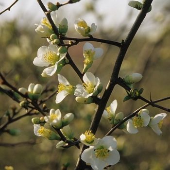 Chaenomeles speciosa 'Nivalis' (030241)