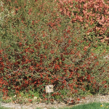 Chaenomeles speciosa 'Nivalis' (030242)