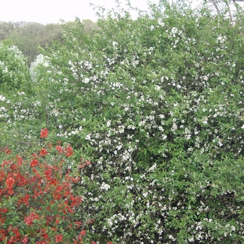 Chaenomeles speciosa 'Nivalis' (030243)