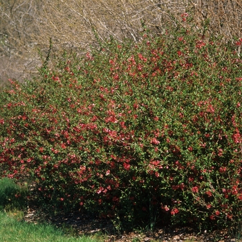 Chaenomeles speciosa 'Rubra' (030244)