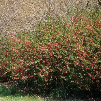 Chaenomeles speciosa 'Rubra' (030245)