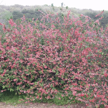 Chaenomeles speciosa 'Rubra' (030246)