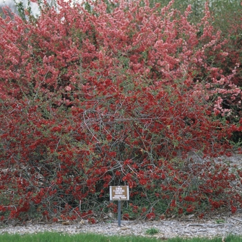 Chaenomeles speciosa 'Simonii' (030249)