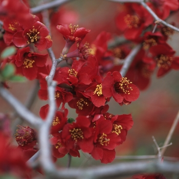 Chaenomeles speciosa 'Simonii' (030250)