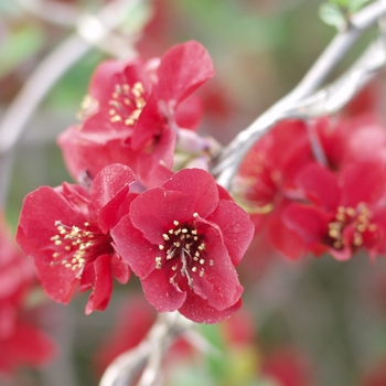 Chaenomeles speciosa 'Simonii' (030251)