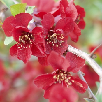 Chaenomeles speciosa 'Simonii' (030253)