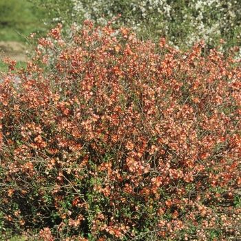 Chaenomeles speciosa 'Knaphill Scarlet' (030258)